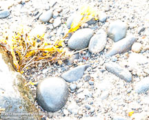 Monhegan Island | Student Photos